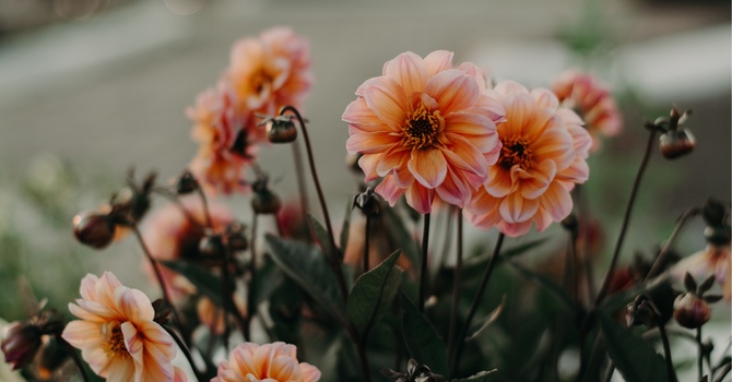 The Importance of Spinal Health for Overall Wellness